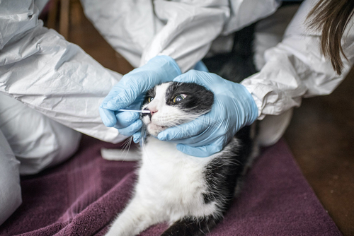 Latest company news about พบลิงค์ Cat-to-Human Covid ในประเทศไทย