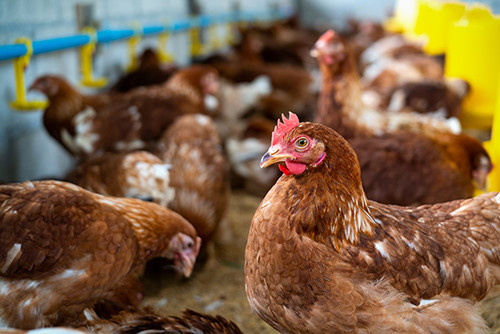Latest company news about ภัยคุกคามที่กําลังเกิดขึ้น: ยืนยันว่ามีผู้ป่วย H5N1 คนที่สาม